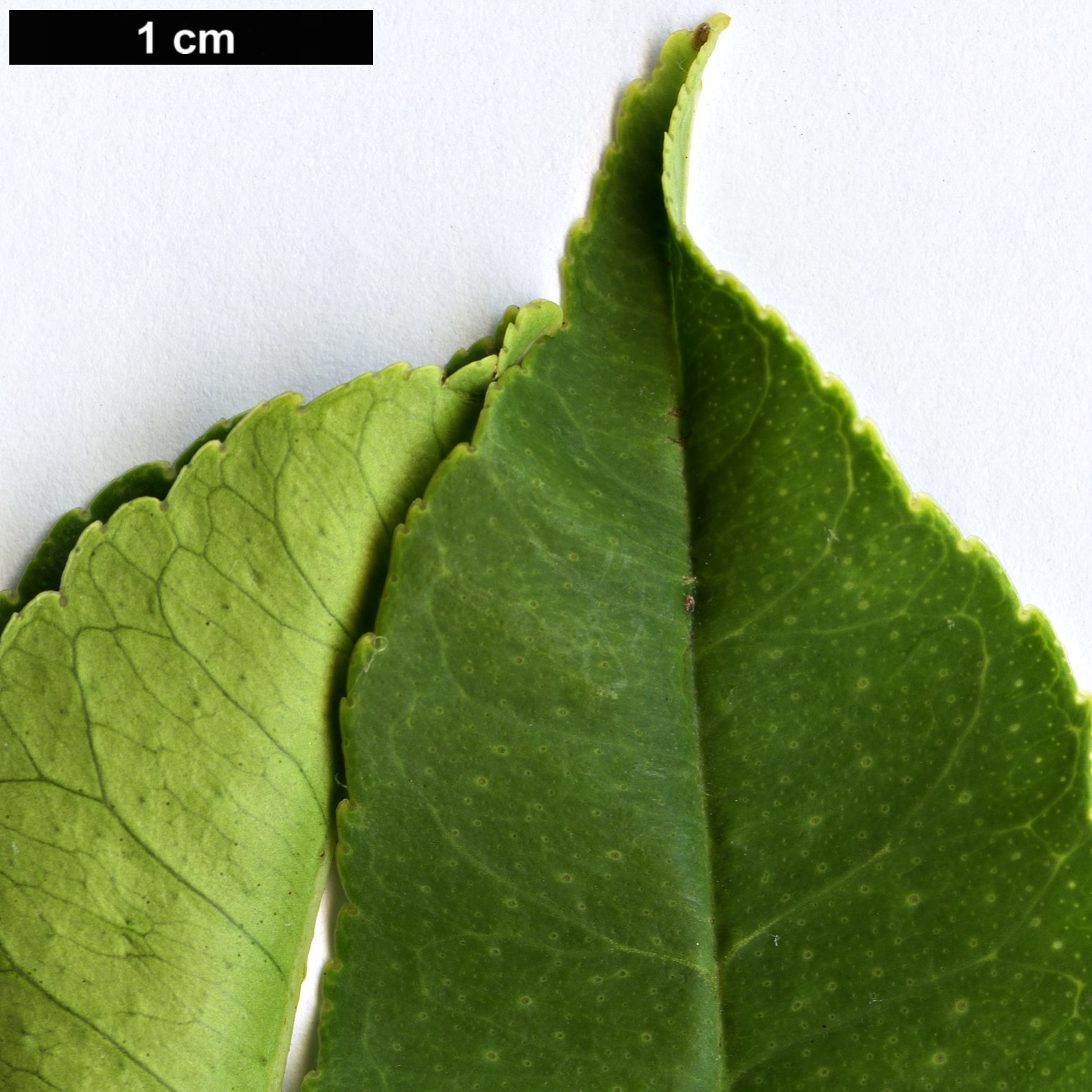 High resolution image: Family: Rutaceae - Genus: Citrus - Taxon: medica - SpeciesSub: var. sacrodactylis